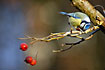 Blue Tit with seed between the feet
