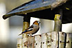 Hawfinch at the birdhouse