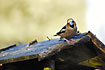 Hawfinch on the roof of the birdhouse
