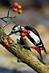 Woodpecker finding food behind berries