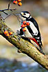 Great Spotte Woodpecker behind berries