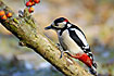Woodpecker looking for food