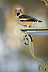 Hawfinch with the impressive bill filled with sunflower seed