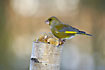 Greenfinch on dead birch log with fungus