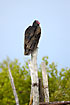 Turkey Vulture on pole in the mangrove
