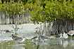 Willets in the mangrove
