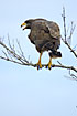 Common Black-Hawk calling from tree