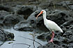 White Ibis in the rain at water hole
