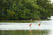 Greater Flamingos in the mangrove