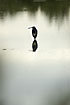 Foto af Trefarvet Hejre (Egretta tricolor). Fotograf: 