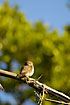 Cuban Pygmy-Owl in daylight