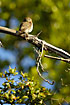 Cuban Pygmy-Owl in daylight