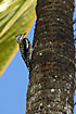 Yellow-bellied sapsucker on palm tree