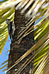 Yellow-bellied sapsucker on palm tree