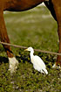Cattle Egret between horse legs