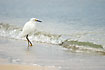 Snowy Egret at the shore