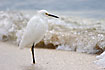 Snowy Egret at the shore with braking waves