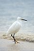 Snowy Egret lifting its yellow foot at the shore