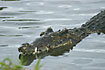 Cuban Crocodile watchful in the water (captive animal)
