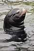 Large male Sea Lion popping its head through the water