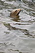 Sea Lion looking around