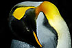 Photo ofKing Penguin (Aptenodytes patagonicus). Photographer: 