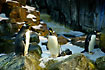 Gentoo Penguins in a cold environment (captive animals)