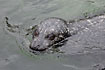 Common Seal (captive animal)