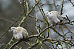 Collared Doves looking cold