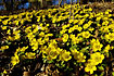 A dense group of Winter Aconite