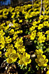 A dense group of Winter Aconite