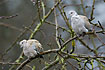 Collared Dove pair relaxing