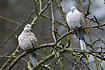 Collared Doves in rain