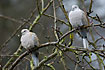 A pair of Collarede Doves in moisty weather