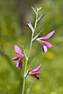 Foto af  (Gladiolus italicus). Fotograf: 