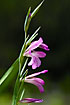 Foto af  (Gladiolus italicus). Fotograf: 
