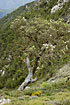 Flowering tree in the mountains