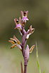 Photo ofFan-lipped Orchid (Orchis collina). Photographer: 