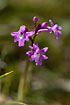 Photo ofFour-Spotted Orchid (Orchis quadripunctata). Photographer: 