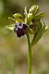 Photo ofDull Ophrys (Ophrys fusca). Photographer: 