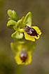 Photo ofYellow Ophrys (Ophrys lutea). Photographer: 
