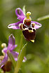 Foto af Kretensisk Sneppe-Ophrys (Ophrys heldreichii). Fotograf: 