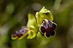 Funeral Ophrys