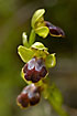 Foto af Gulrandet Ophrys (Ophrys funerea). Fotograf: 
