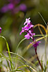 Four-Spotted Orchid