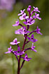Photo ofFour-Spotted Orchid (Orchis quadripunctata). Photographer: 