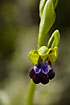 Photo ofRainbow Ophrys (Ophrys iricolor). Photographer: 