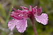 Photo ofPink Butterfly Orchid (Orchis papilionacea). Photographer: 
