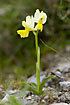 Photo ofSparsely-flowered Orchid (Orchis pauciflora). Photographer: 