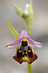 Foto af Bispehue Ophrys (Ophrys episcopalis). Fotograf: 
